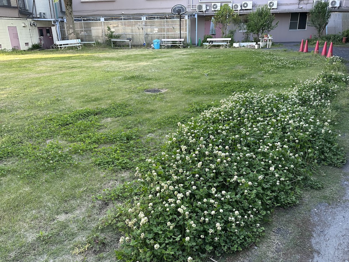 院庭に広がる芝生と白い草花