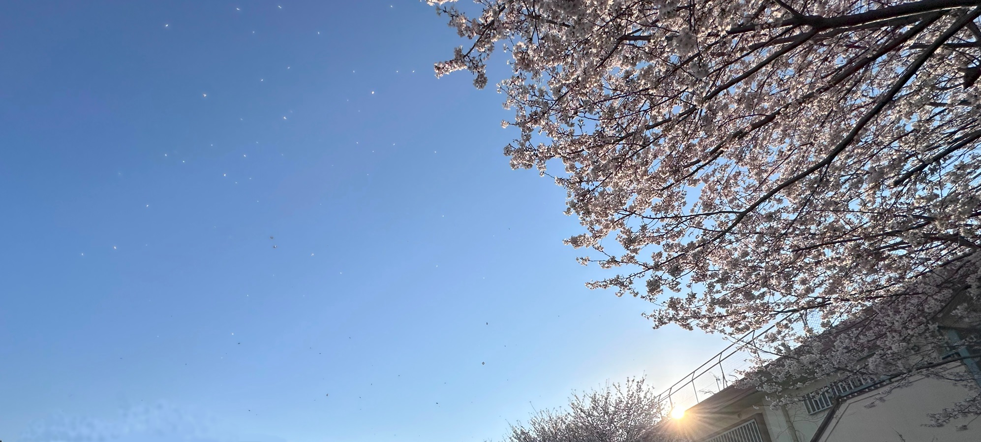 夕陽に照らされる桜と、空に舞う花びら